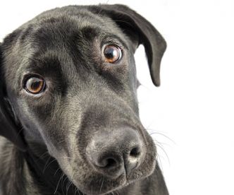 10-motivos-para-adotar-um-vira-lata-1