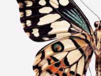 Meu PAI DIF=R=NT= :-)